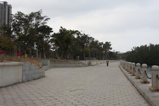 城市中宁静的林荫步道