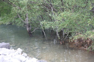 溪边葱郁植被的自然景致