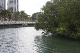 河畔绿树与城市建筑景观