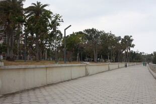 海滨步道旁的葱郁树木