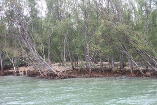 河岸倾斜树木景观