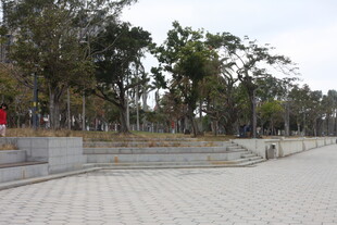 城市开阔广场与周边树木