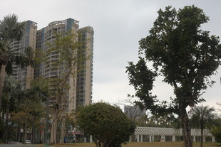 城市中的住宅楼与树木