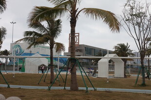 户外景观中的棕榈树与建筑