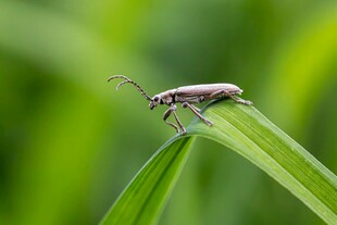 绿叶上的小甲虫