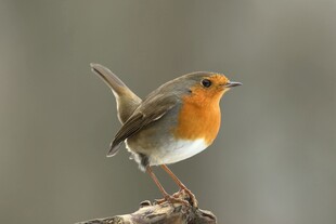 栖息枝头的橙色小鸟