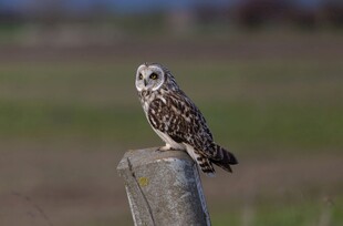 站在桩上的猫头鹰