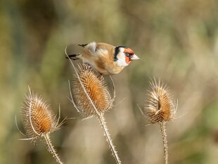 金翅雀立于干枯植物上