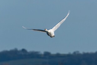 翱翔天际的白色飞鸟