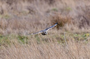 田野中展翅飞翔的鸟儿