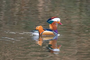 水中嬉戏的色彩斑斓鸳鸯