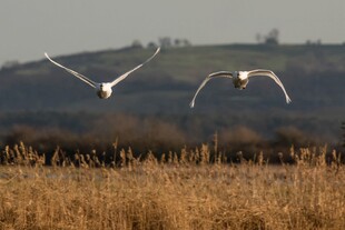 田野上空双飞鸟