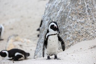 沙滩上的几只可爱小企鹅