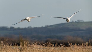 田野上空飞翔的两只白鸟