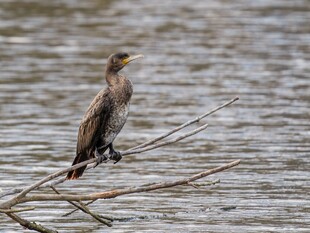 鸬鹚栖息于水边细枝上