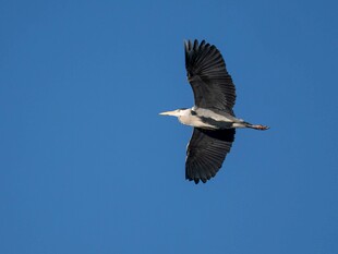 蓝天下展翅飞翔的苍鹭