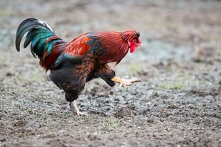 多彩公鸡于地面踱步