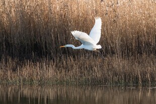 白鹭于水边芦苇间飞翔