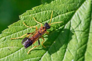 绿叶上的多彩昆虫