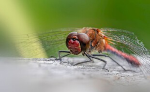 红蜻蜓特写