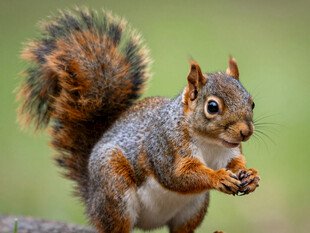 可爱松鼠进食瞬间