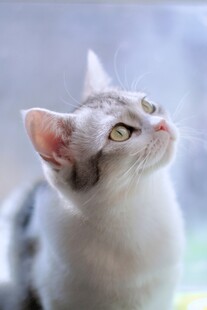 仰头的可爱猫咪