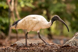 白鹮站立于地面