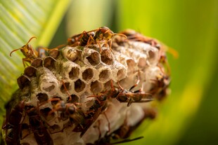蜂巢上的忙碌蜂群