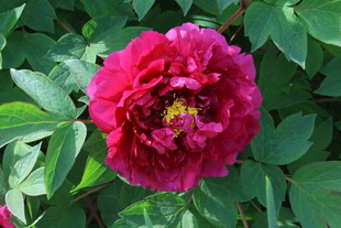 牡丹花  