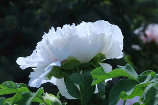 牡丹花  
