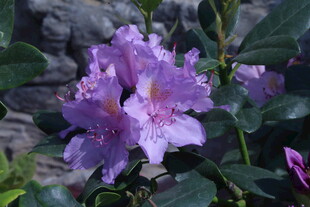 杜鹃花 