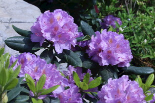 杜鹃花  