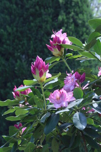 杜鹃花 