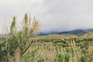 旷野中的植物与远山景色