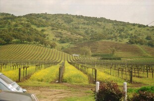 田园山坡间的葡萄种植园