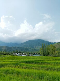 田园绿野风光 远山白云相伴