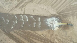 奇特外形的海洋生物