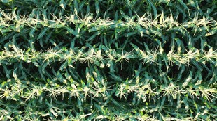 绿色茂密植物纹理特写