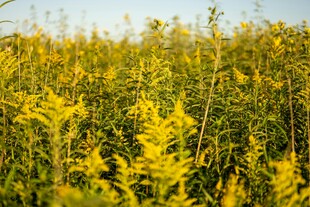 金黄灿烂的野外花草景观