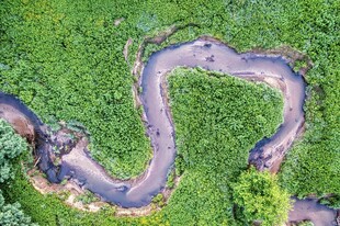 蜿蜒于绿野中的曲折道路