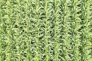 翠绿繁茂的植物纹理