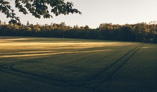 夕阳下的开阔草地
