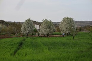 春日绿野中的静谧小屋