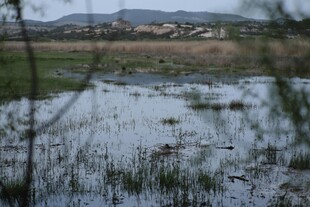 湿地景观 水草与远山相映
