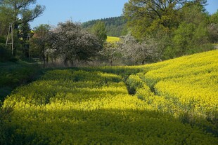 春日金黄油菜花田美景