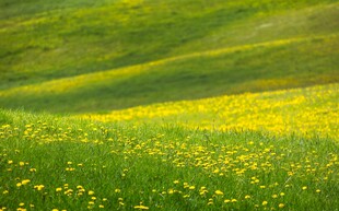 春日绿野中的灿烂黄花