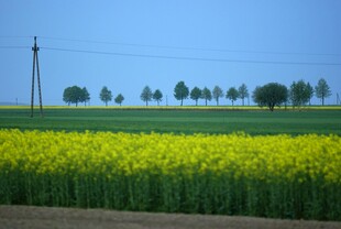 金黄油菜花田田园风光