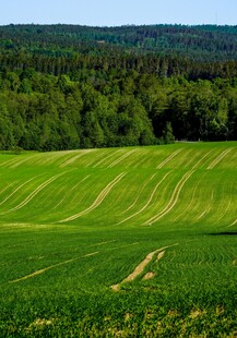 绿色田野与远处森林美景