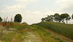 乡间田野小路风景