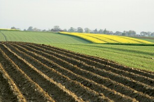 田野间整齐的耕地景观